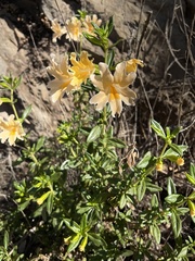 Diplacus grandiflorus