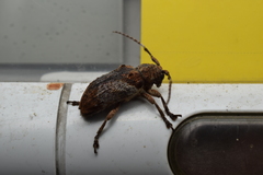 Pterolophia annulata