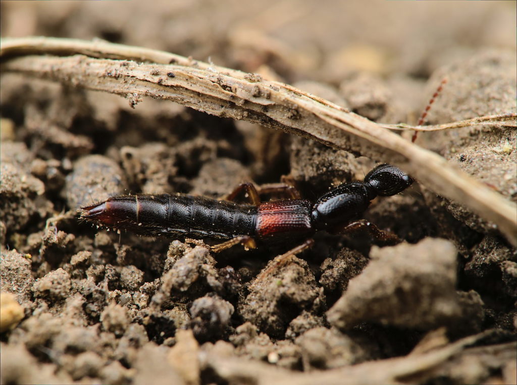 Staph beetle