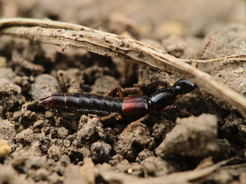 Staph beetle