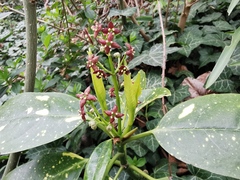 Aucuba japonica