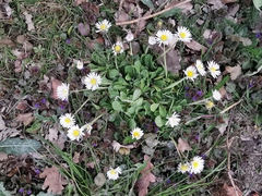 Bellis perennis