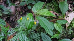Lysimachia ardisioides