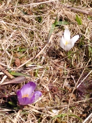 Crocus vernus