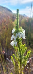 Erica physodes