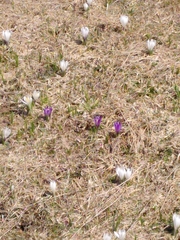 Crocus vernus