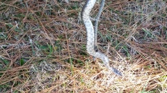 Pantherophis spiloides