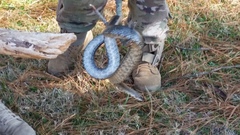 Pantherophis spiloides
