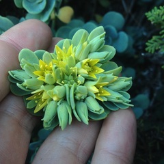 Sedum obcordatum