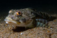 Myoxocephalus octodecemspinosus