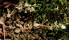 Crassula pellucida brachypetala