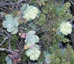 Sedum obcordatum