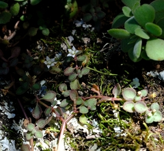 Crassula pellucida brachypetala
