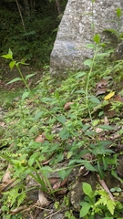 Veronicastrum loshanense