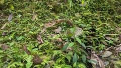 Veronicastrum loshanense