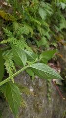 Veronicastrum loshanense
