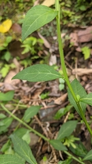 Veronicastrum loshanense