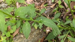 Veronicastrum loshanense