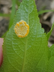 Melampsora rostrupii