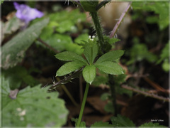 Galium echinocarpum