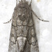 Oxycnemis grandimacula - Photo (c) David G. Barker, some rights reserved (CC BY-NC), uploaded by David G. Barker