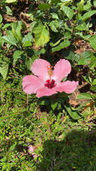 Hibiscus rosa-sinensis