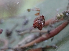 Cyrtophora citricola