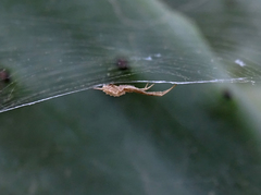 Uloborus walckenaerius