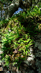 Polystachya ottoniana