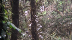 Dendrobium moniliforme