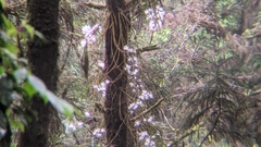 Dendrobium moniliforme