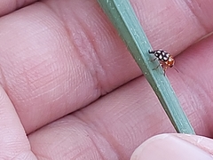 Cryptocephalus luteosignatus