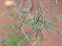 Cryptolepis cryptolepioides
