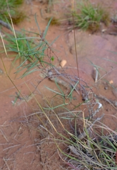 Cryptolepis cryptolepioides