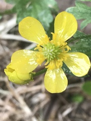 Ranunculus hispidus hispidus