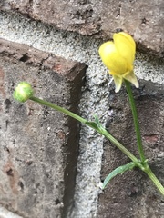 Ranunculus hispidus hispidus
