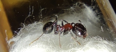 Messor marocanus