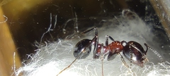 Messor marocanus