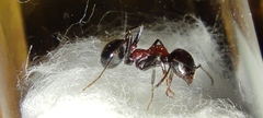 Messor marocanus