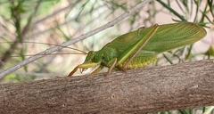 Tympanophorinae