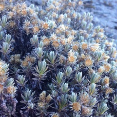 Gnaphaliothamnus lavandulifolius