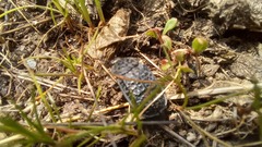 Thanatophilus rugosus