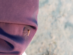 Culicidae
