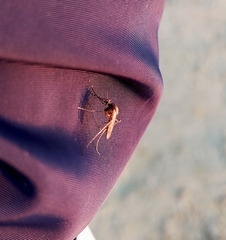 Culicidae