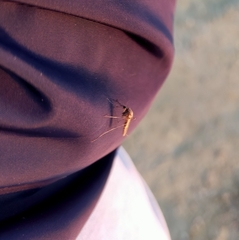 Culicidae