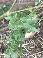 Ranunculus hispidus hispidus