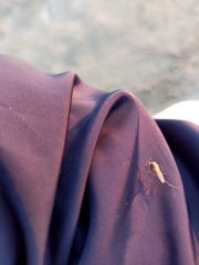 Culicidae