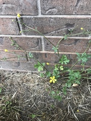 Ranunculus hispidus hispidus