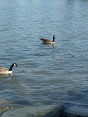 Branta canadensis