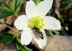 Melangyna lasiophthalma